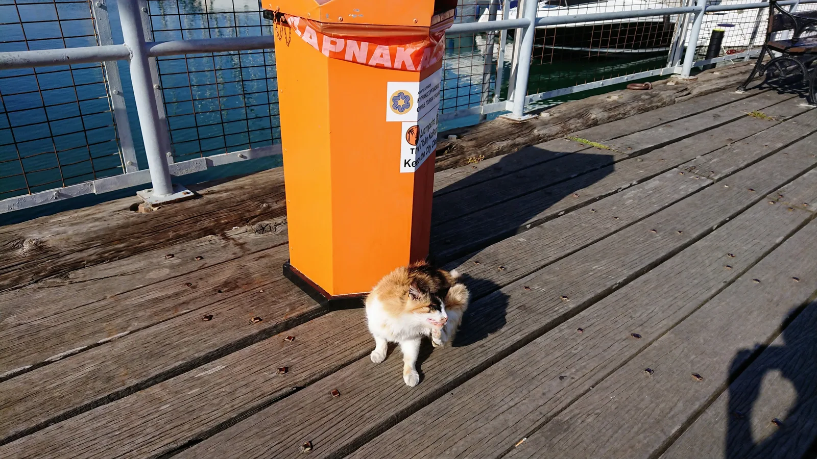 港で休む猫