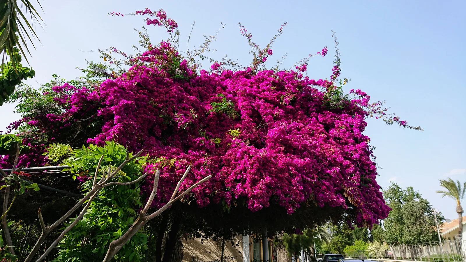 満開のピンクの花