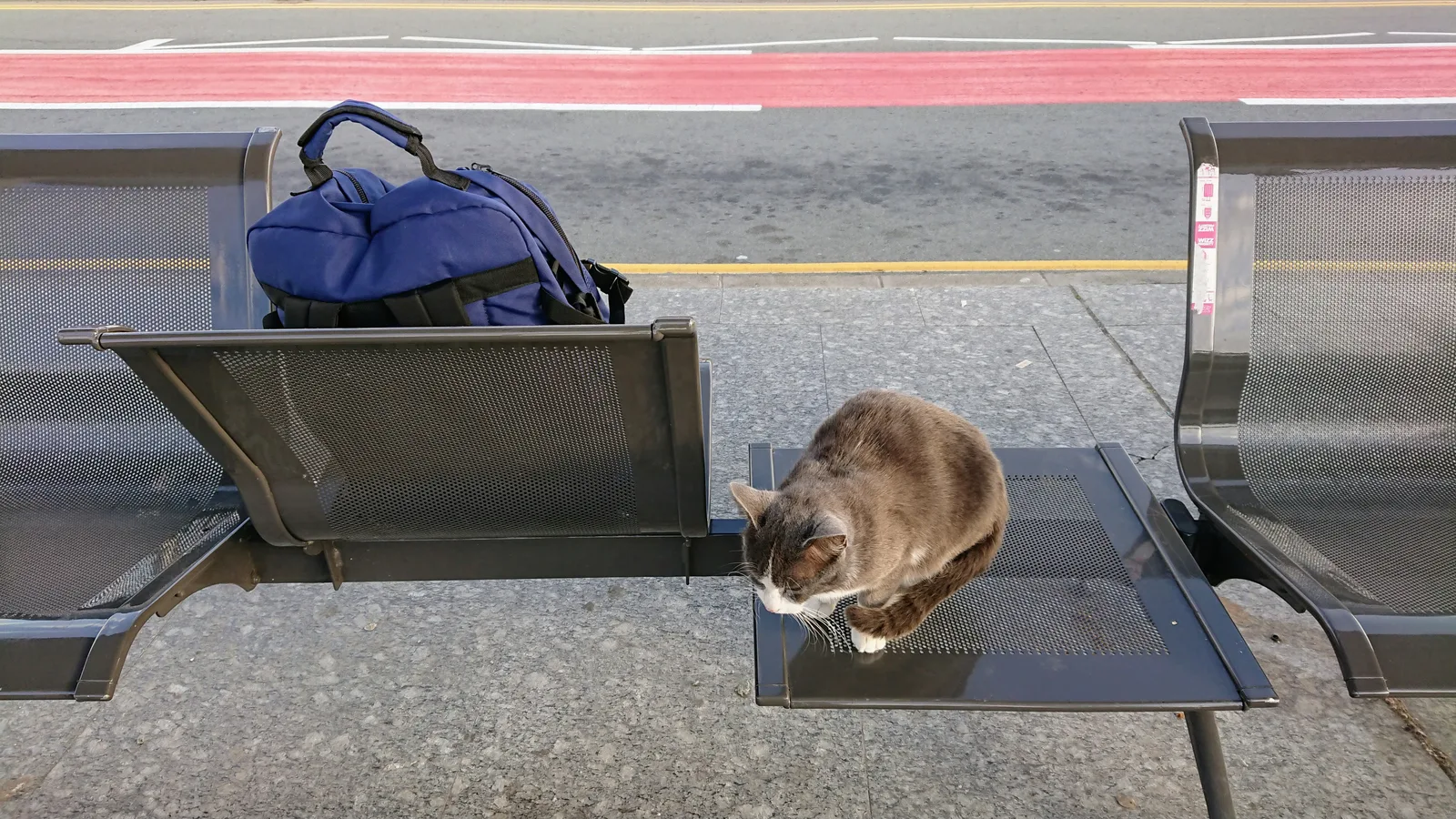 ベンチで眠る猫