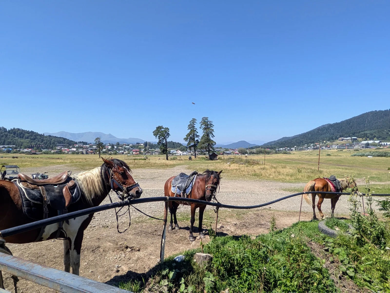 草原の馬たち