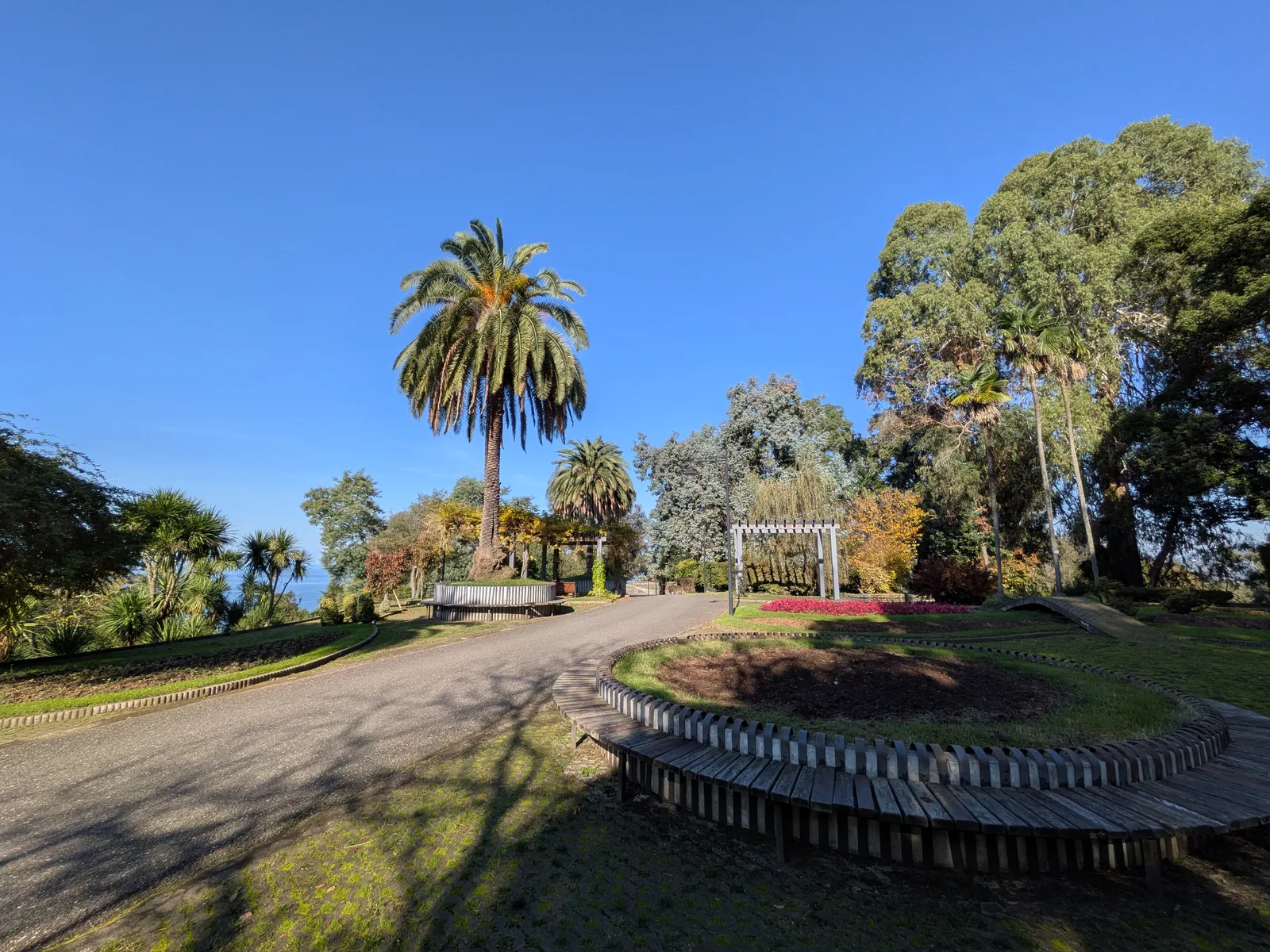 ヤシの木の庭園