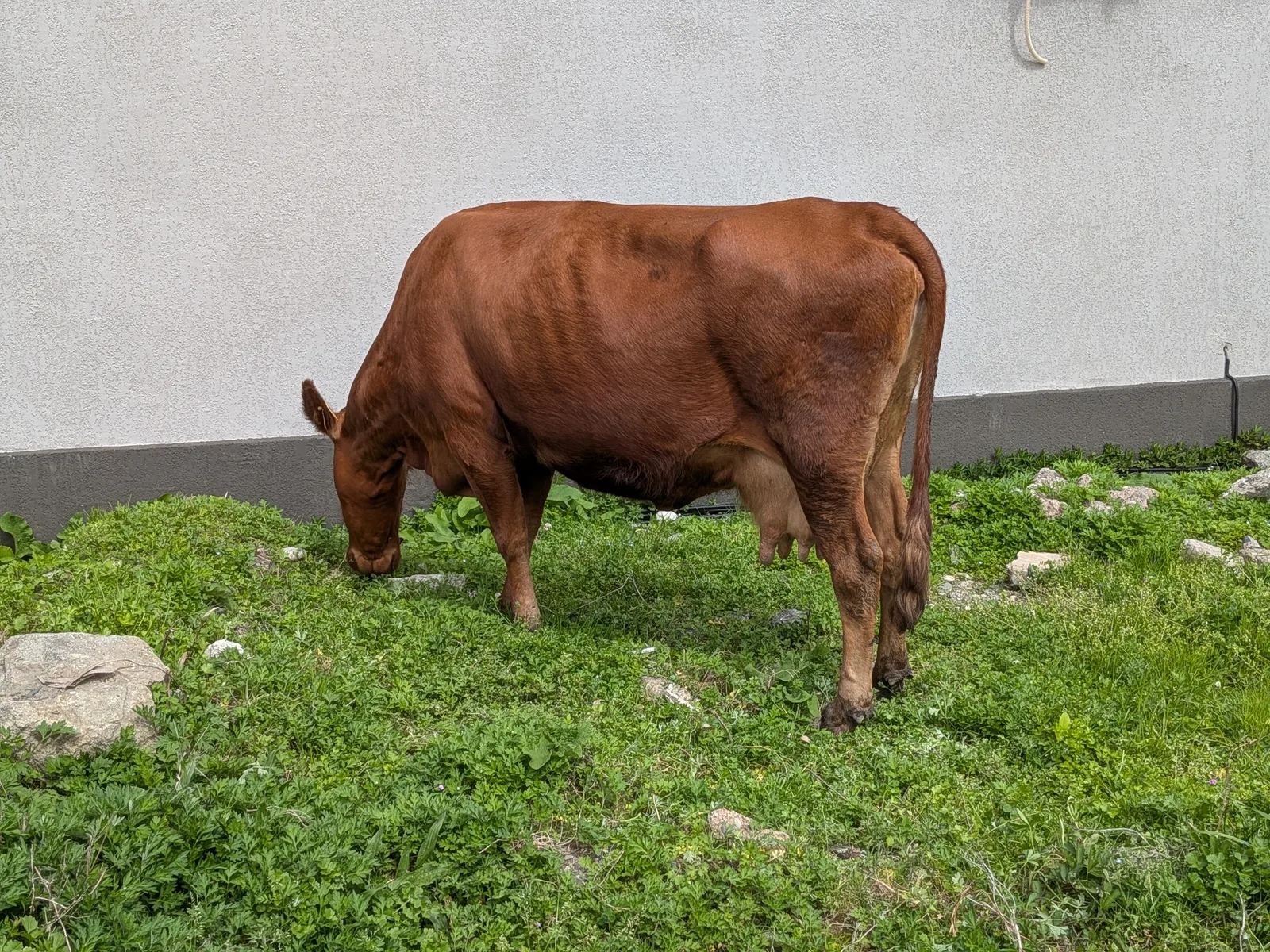 草を食む牛