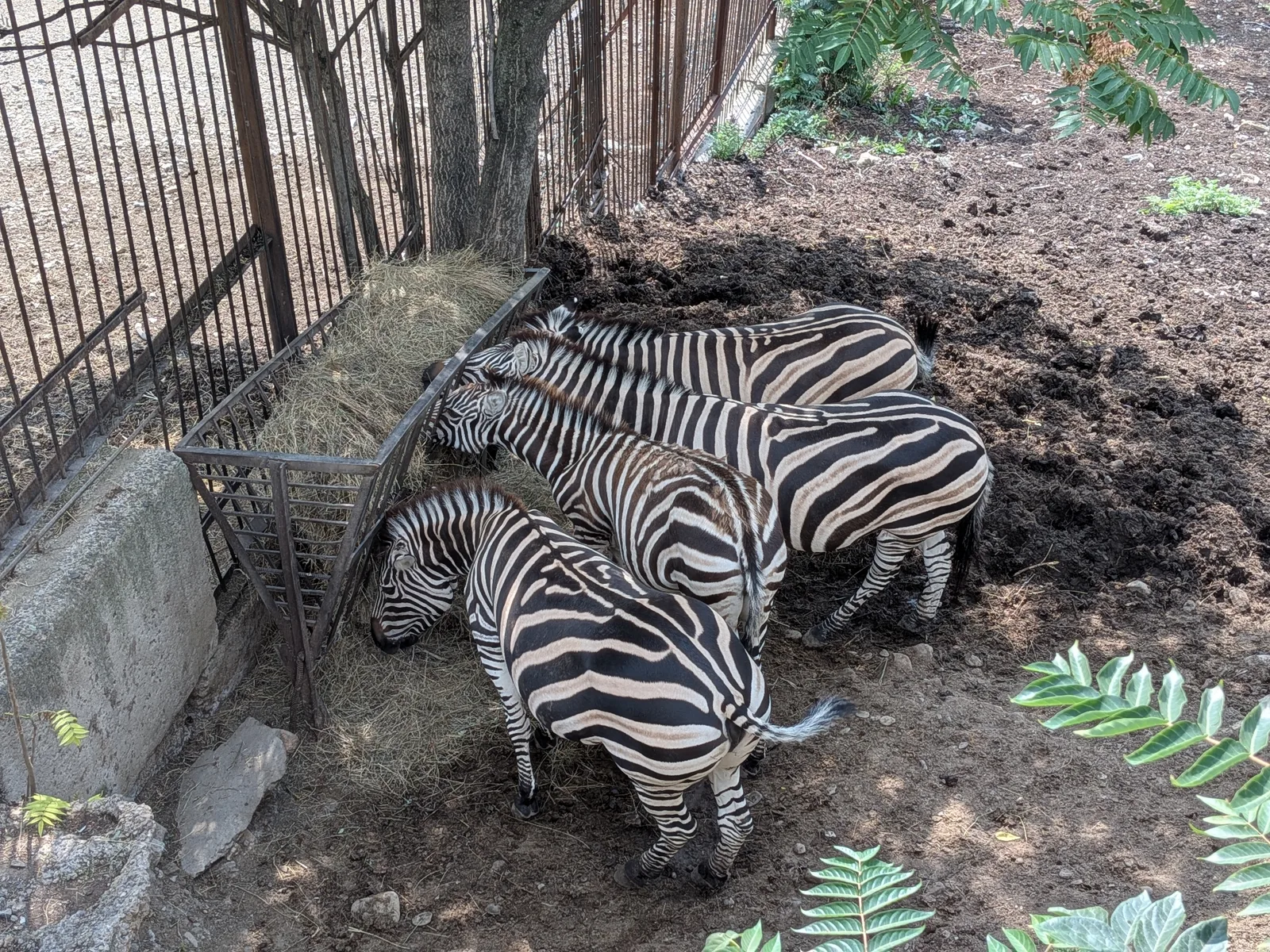 餌場のシマウマ