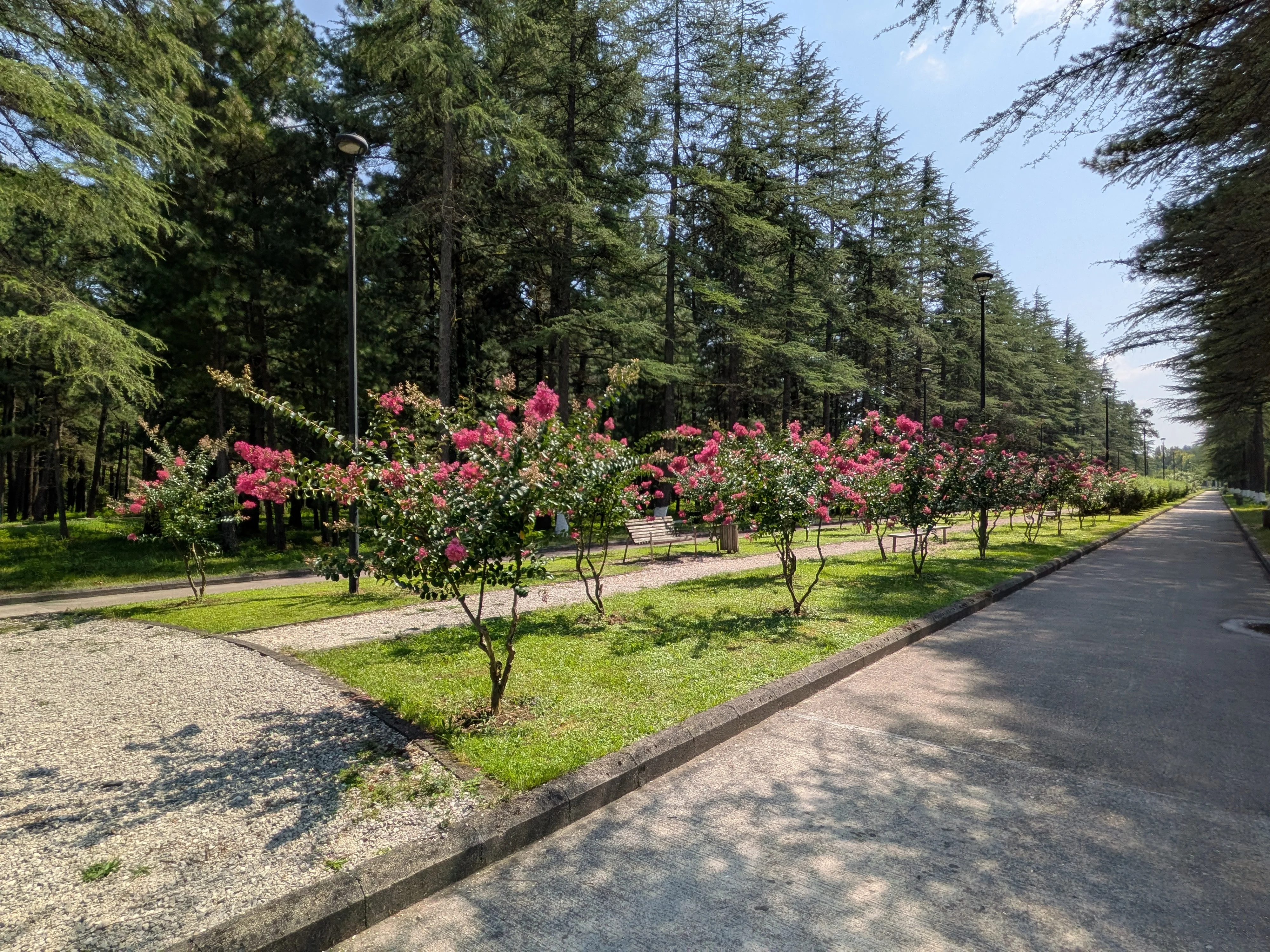 花が並ぶ公園道