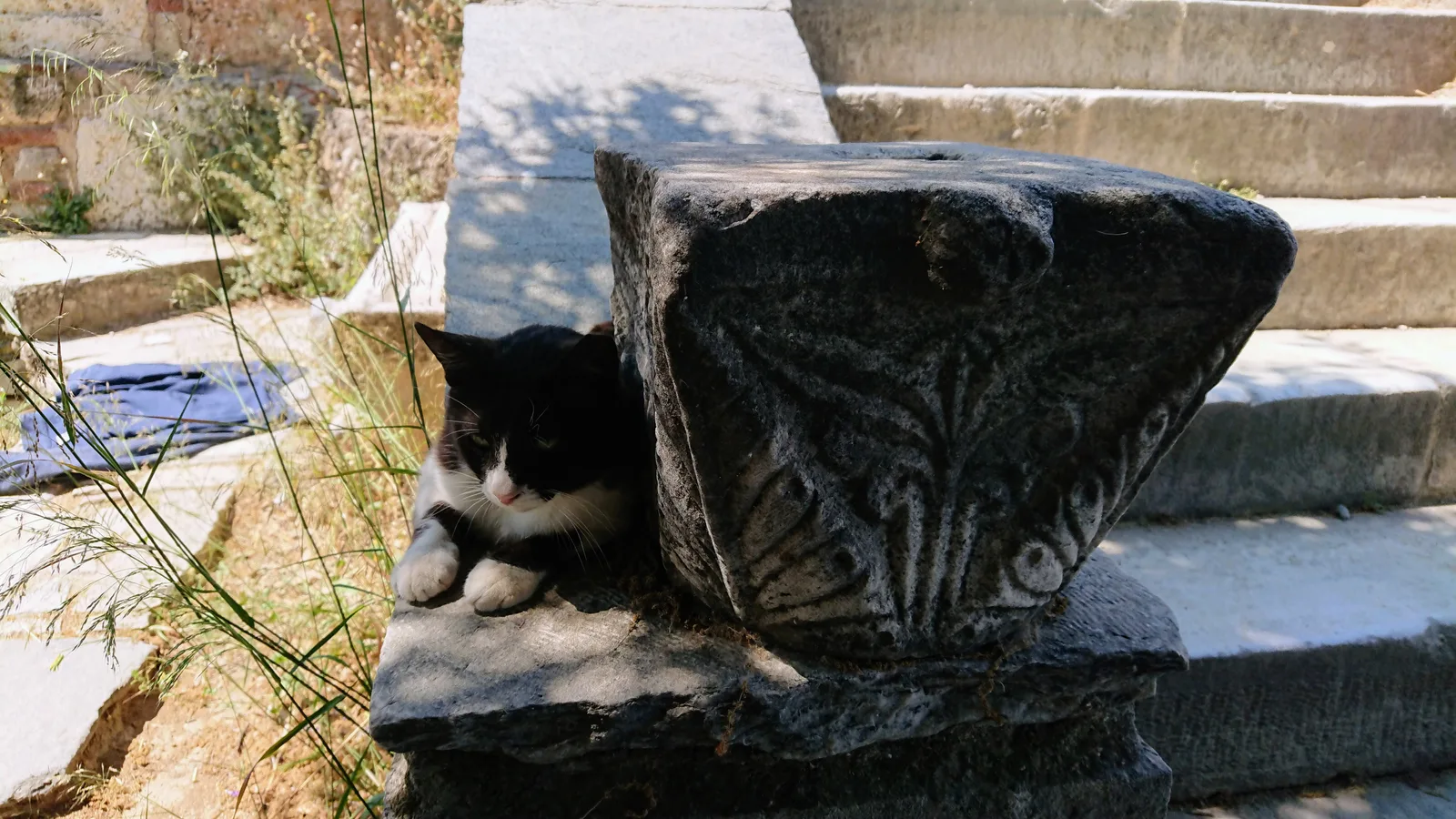 遺跡陰の休息猫
