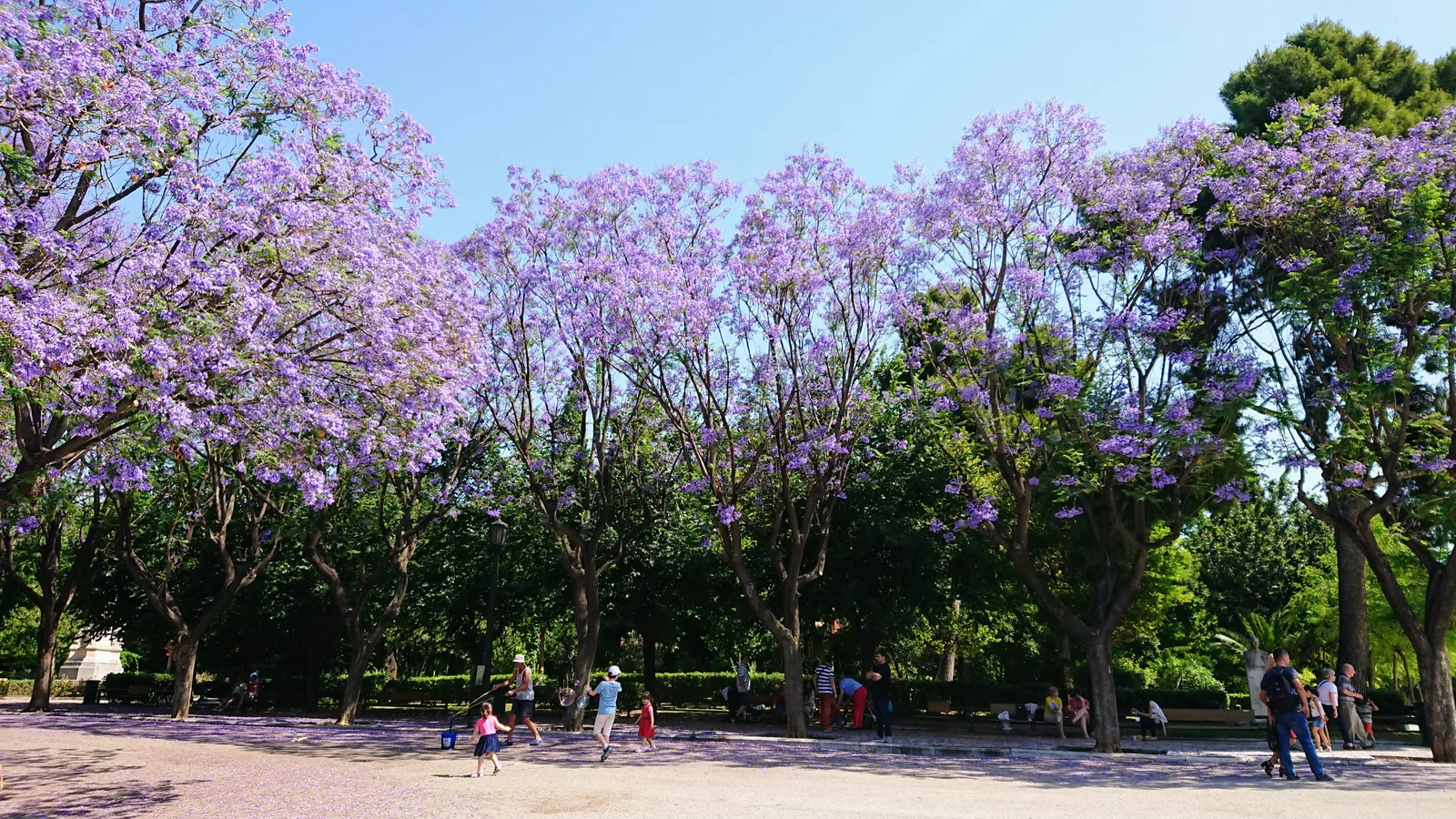 紫色の花が咲く庭園