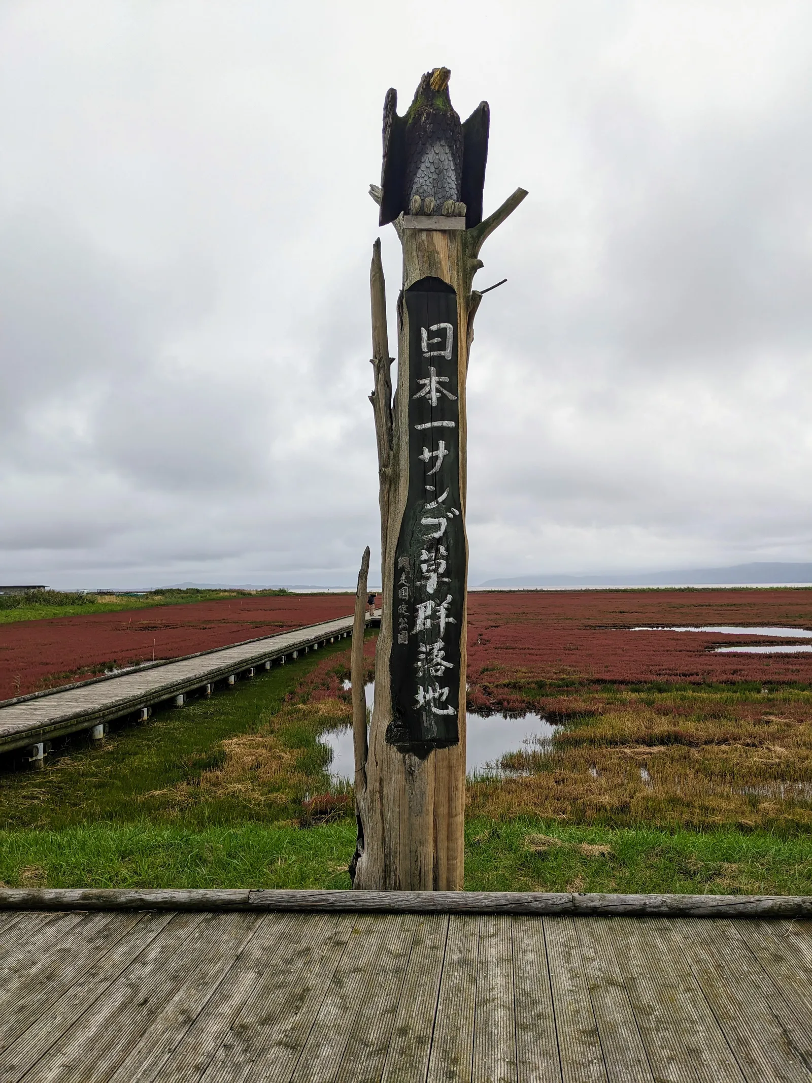 サンゴ草群落の案内標