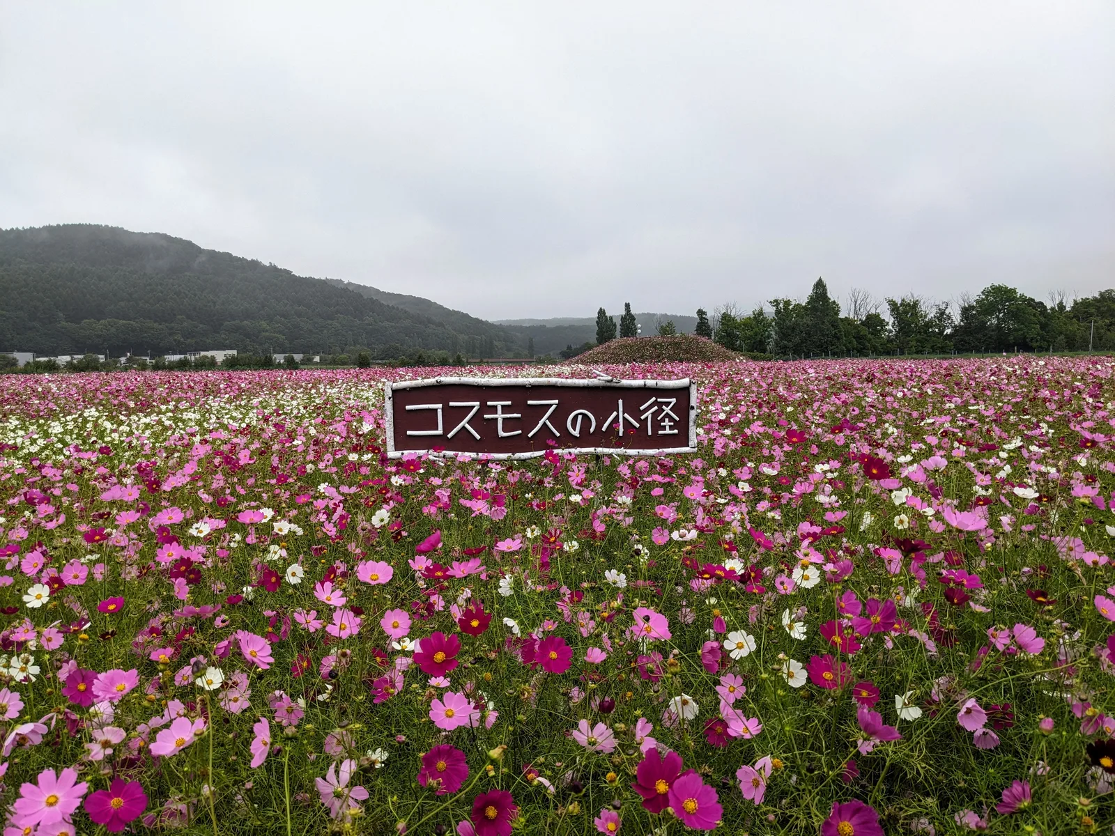 コスモス畑の案内看板