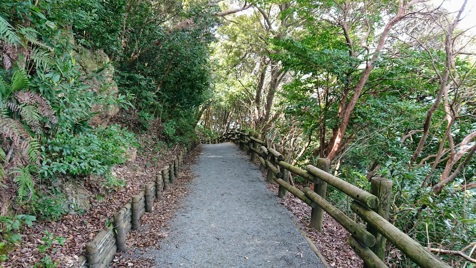 森の中の散策路