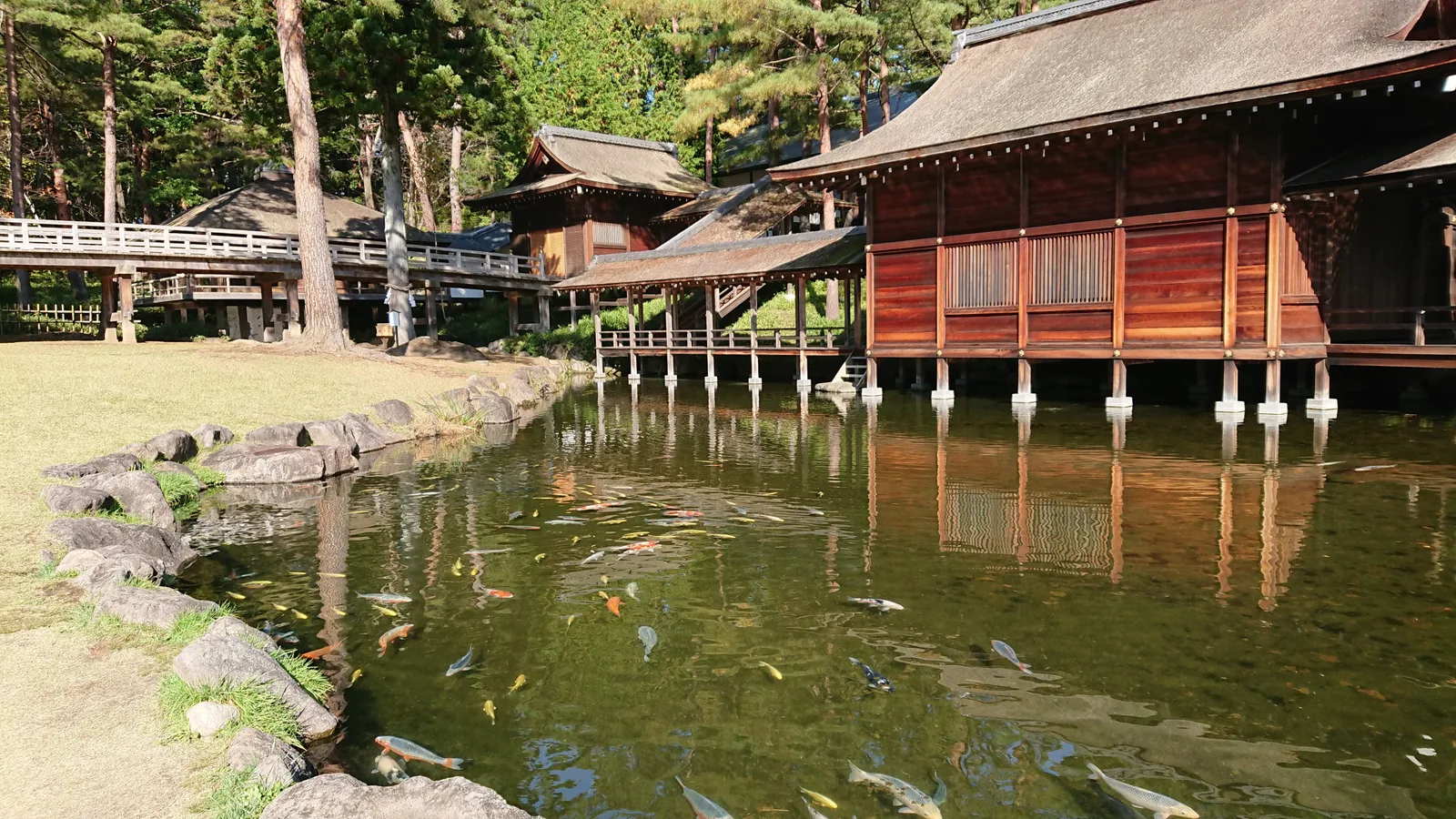 神池の色鯉