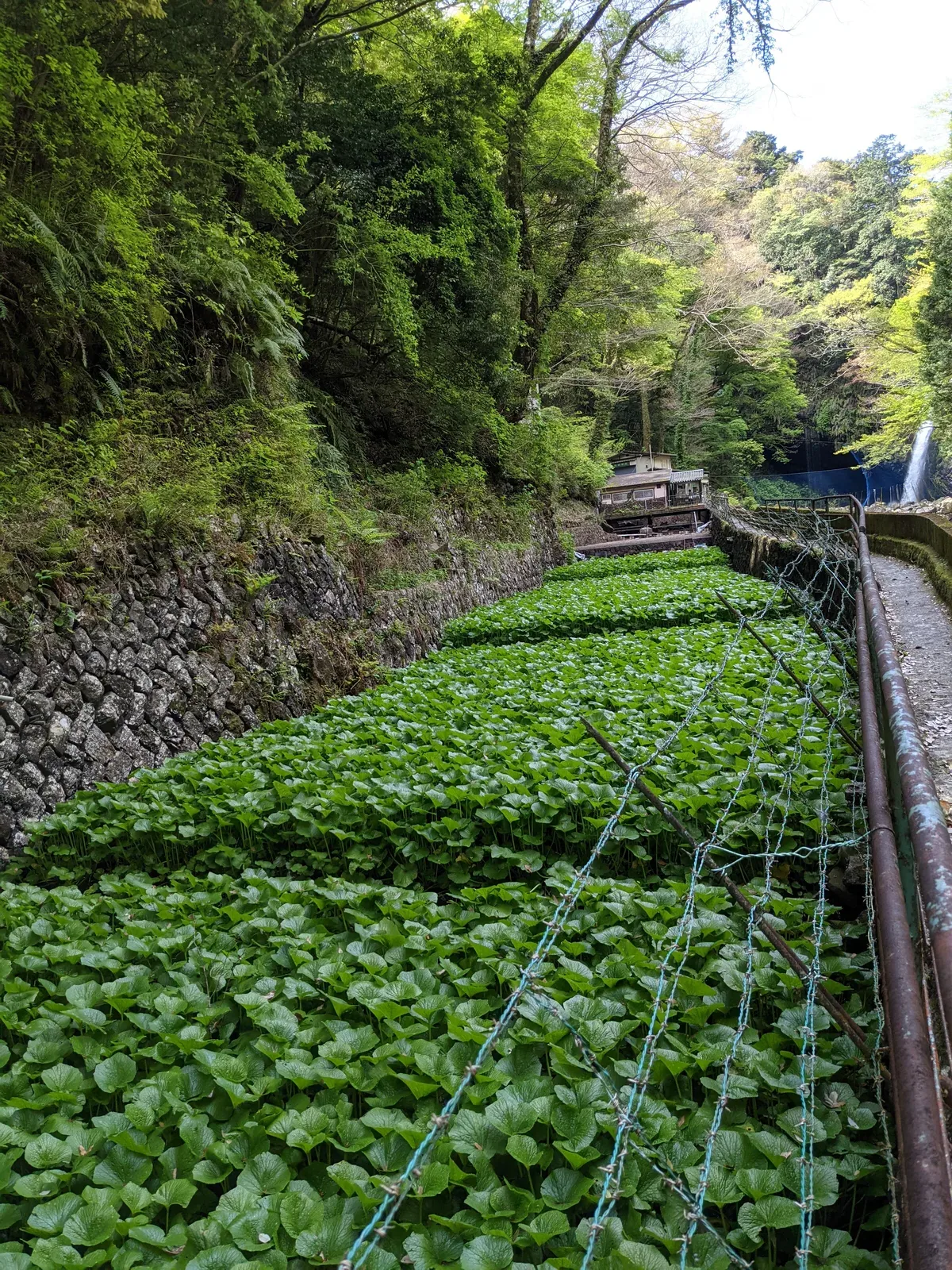 斜面に広がるわさび田