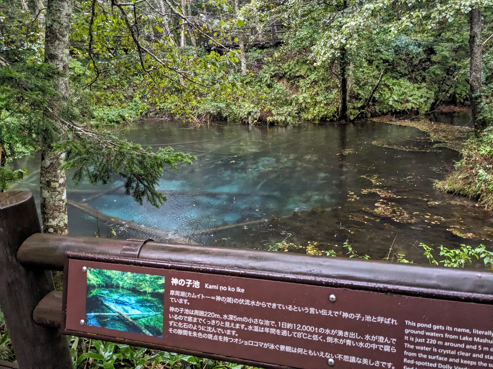 神の子池の青い水面