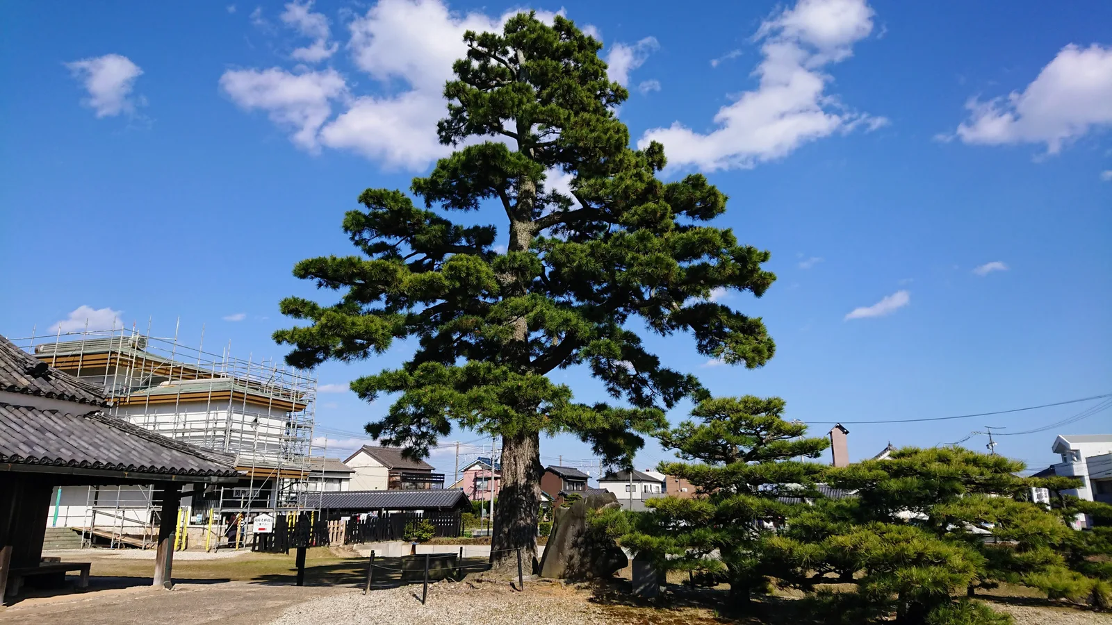 庭の大きな松