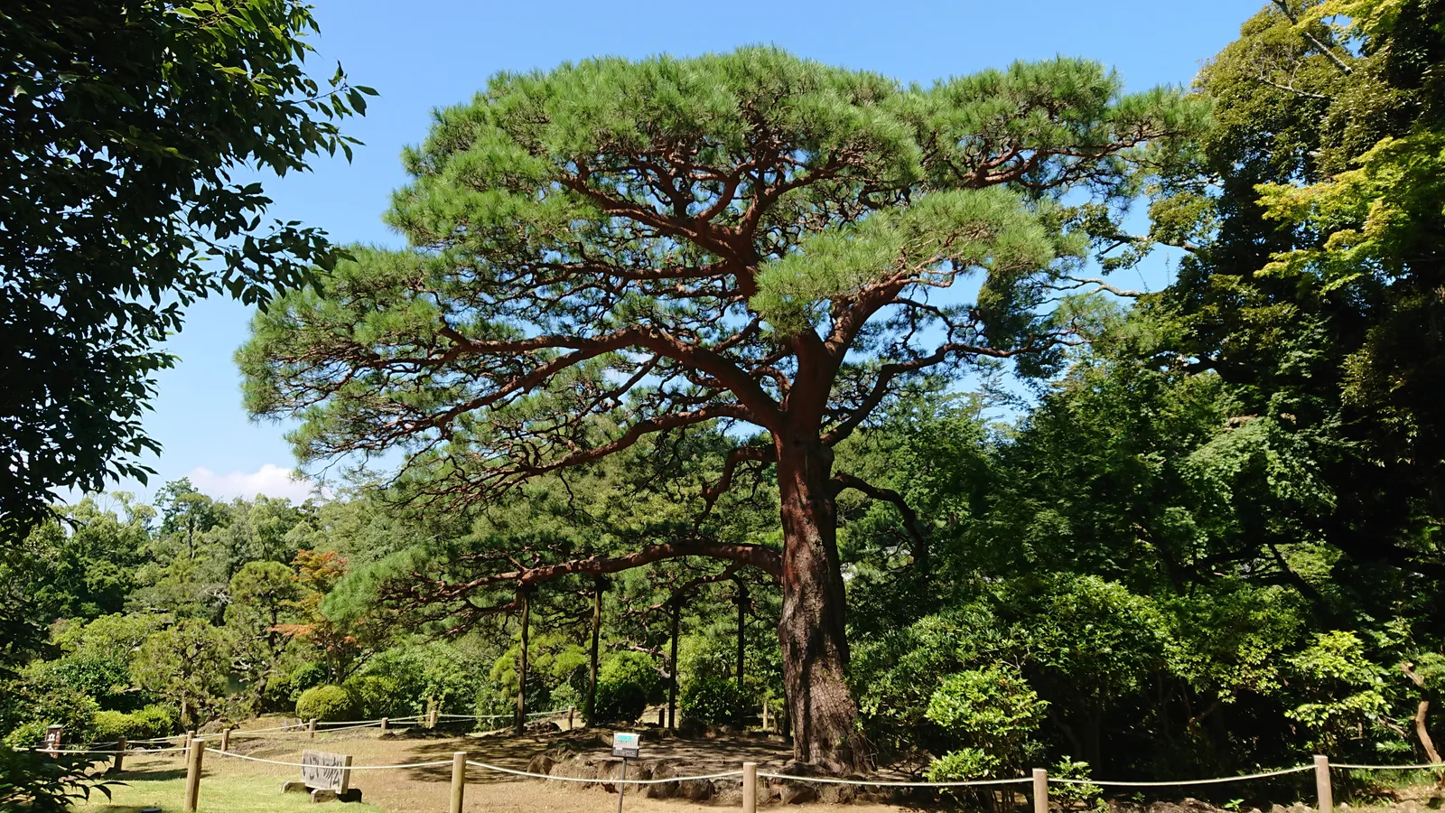 大きな松の木