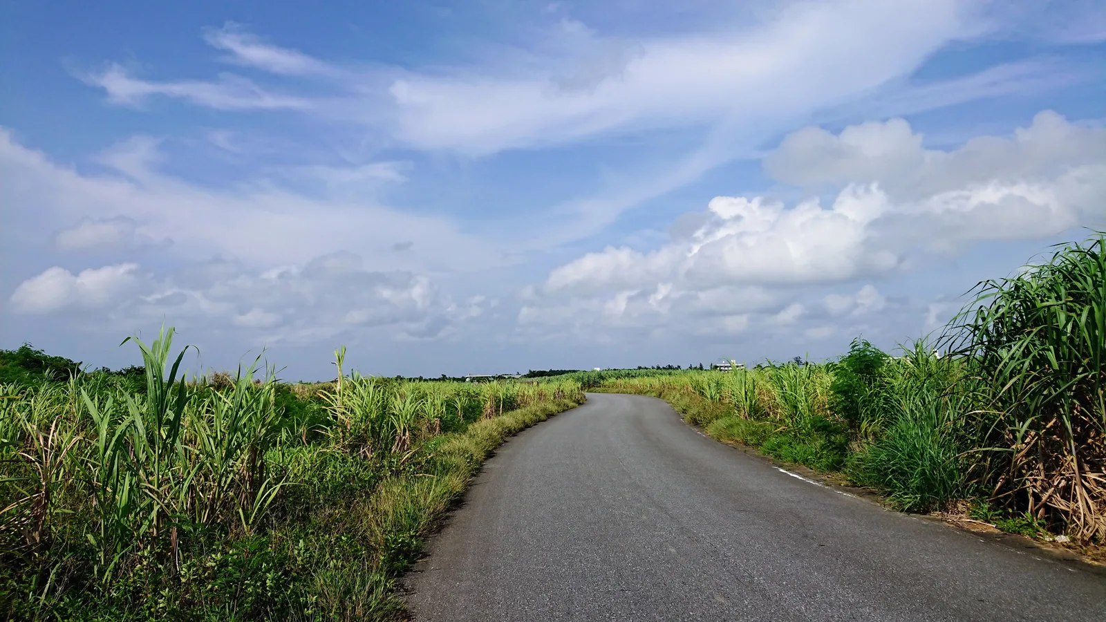 草むらを抜ける道