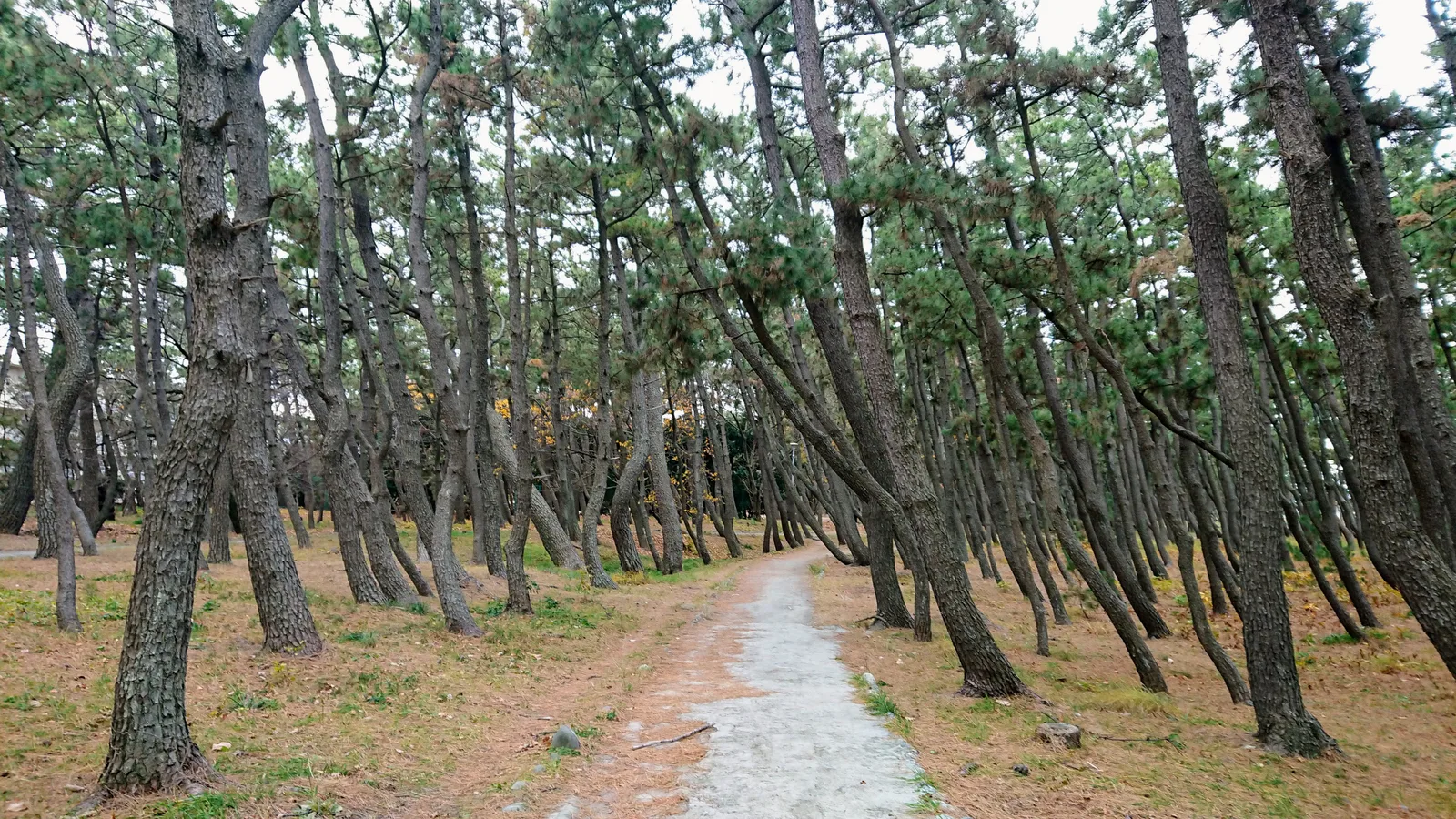 松林の小道