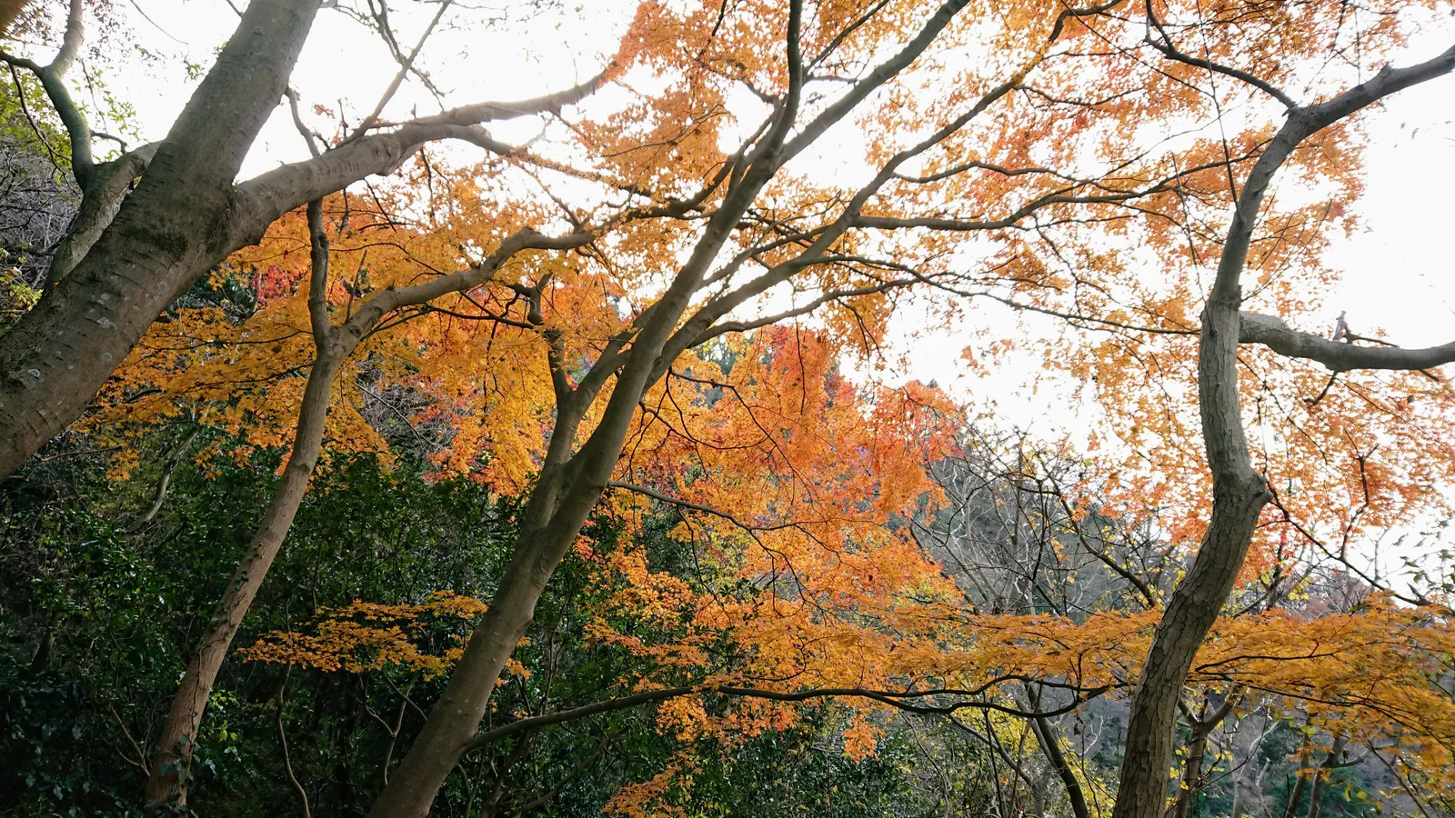 香貫山の紅葉