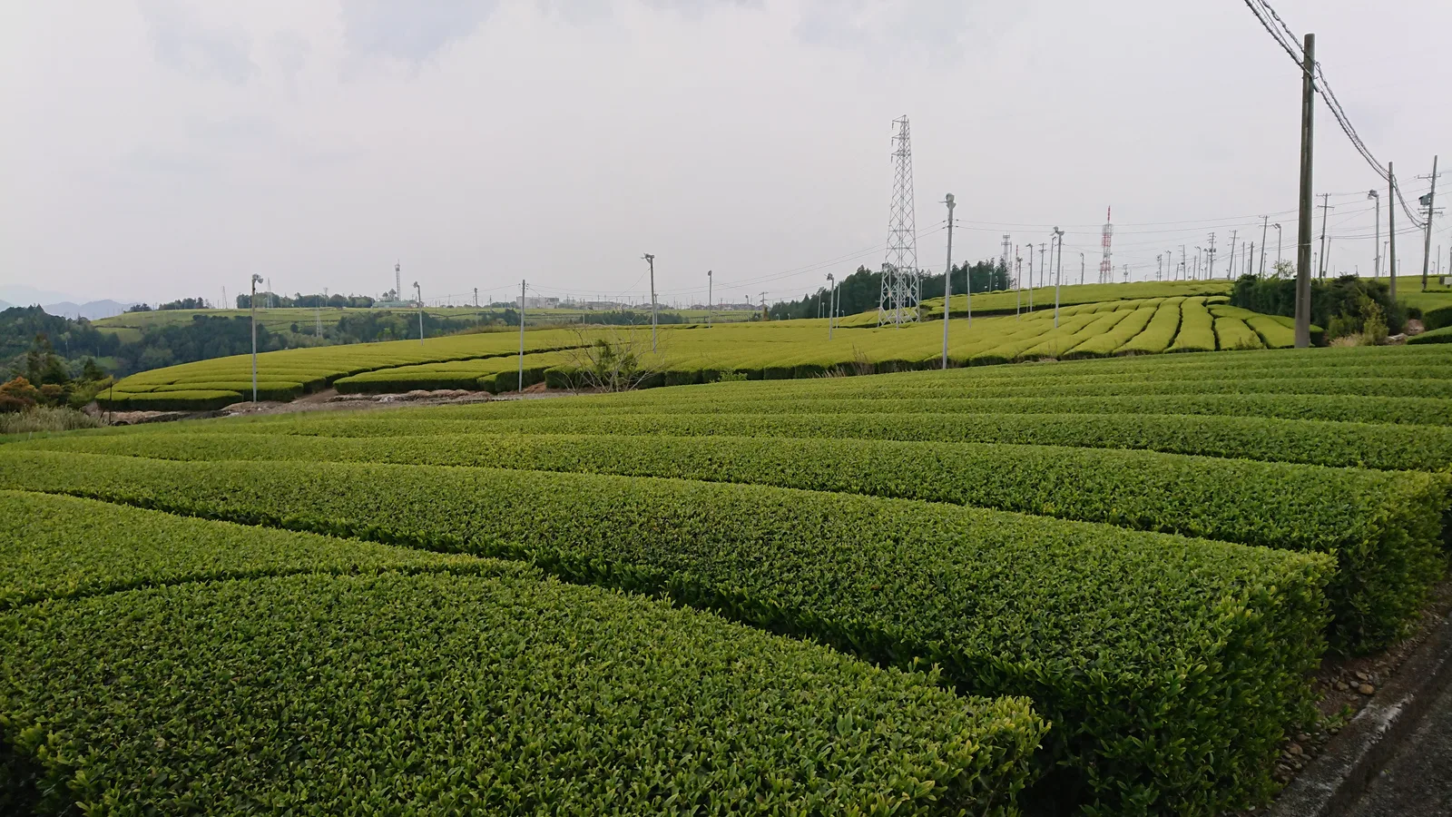 牧之原台地の茶畑