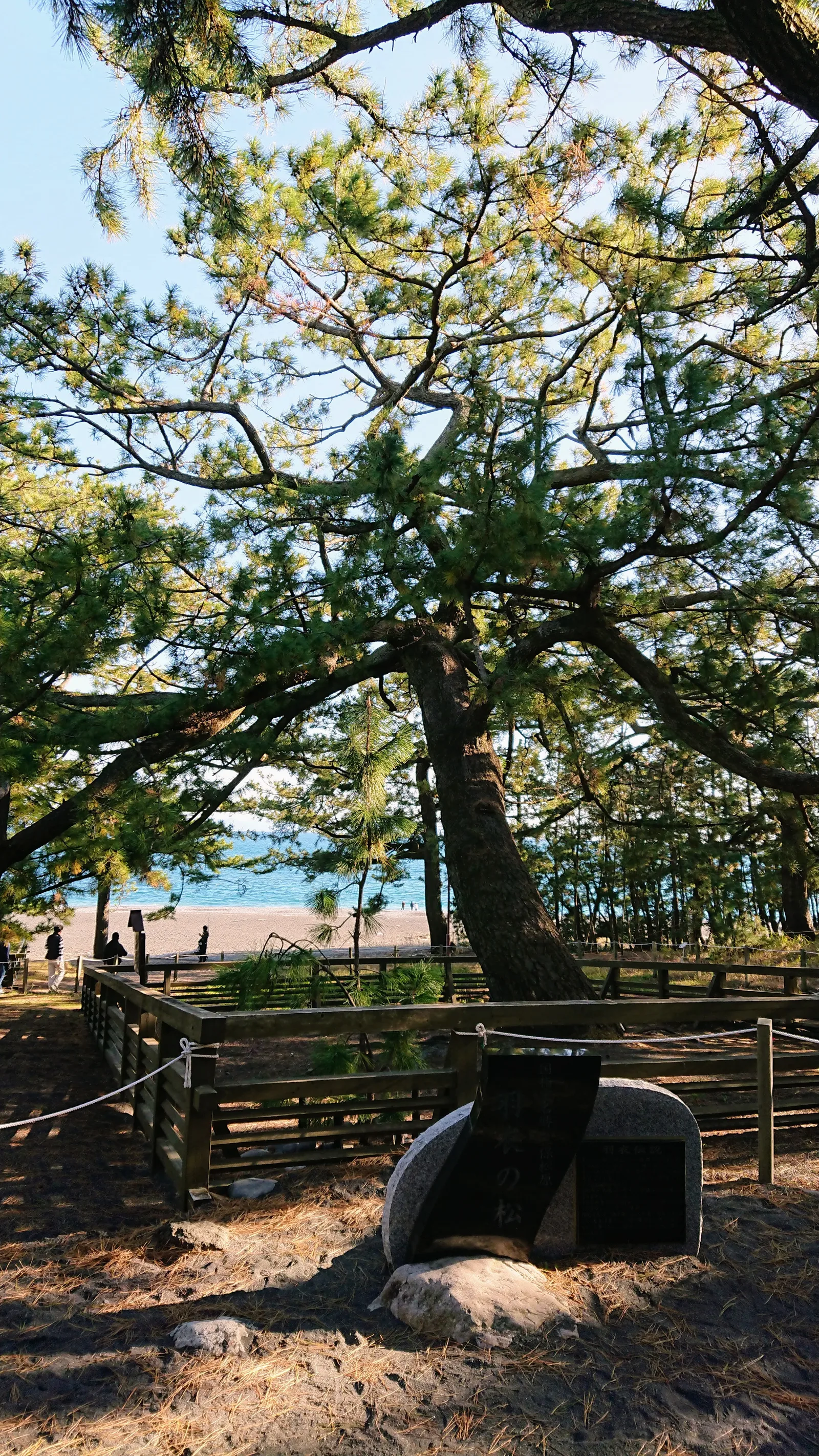 羽衣の松