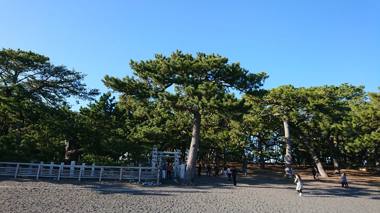 海辺の松林