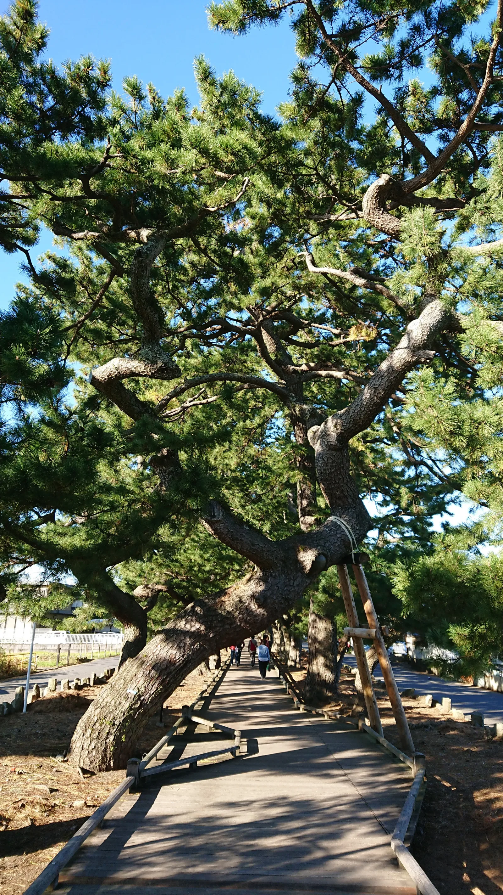 松並木の木道