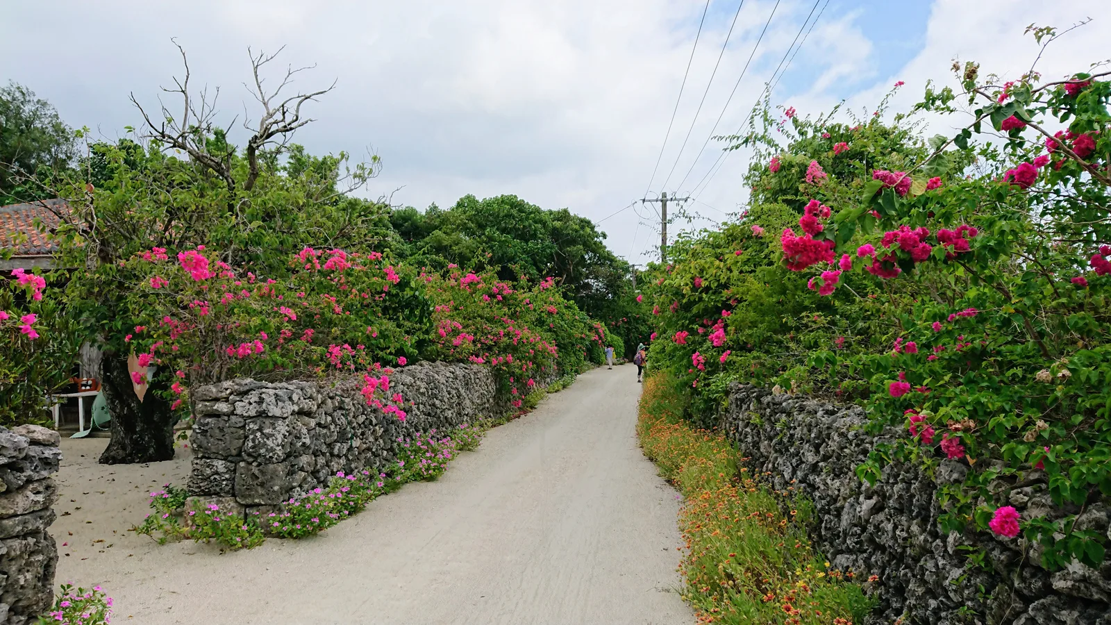 花に囲まれた集落道