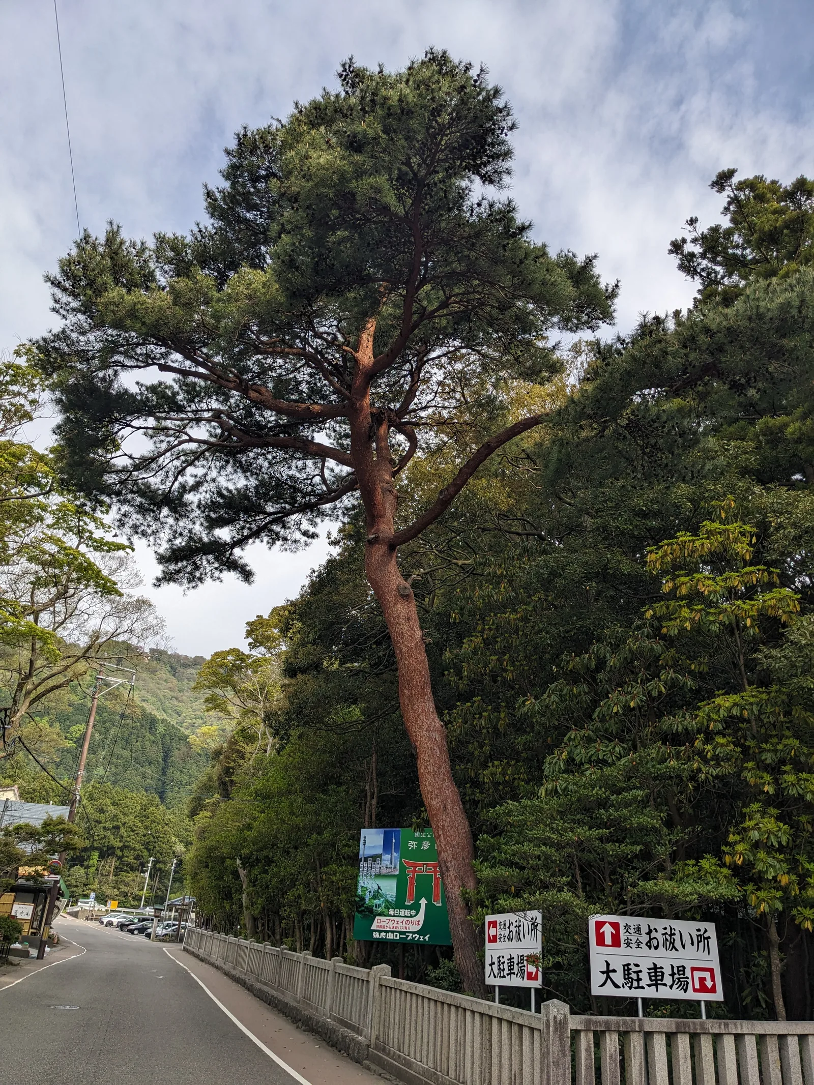 境内の大きな松
