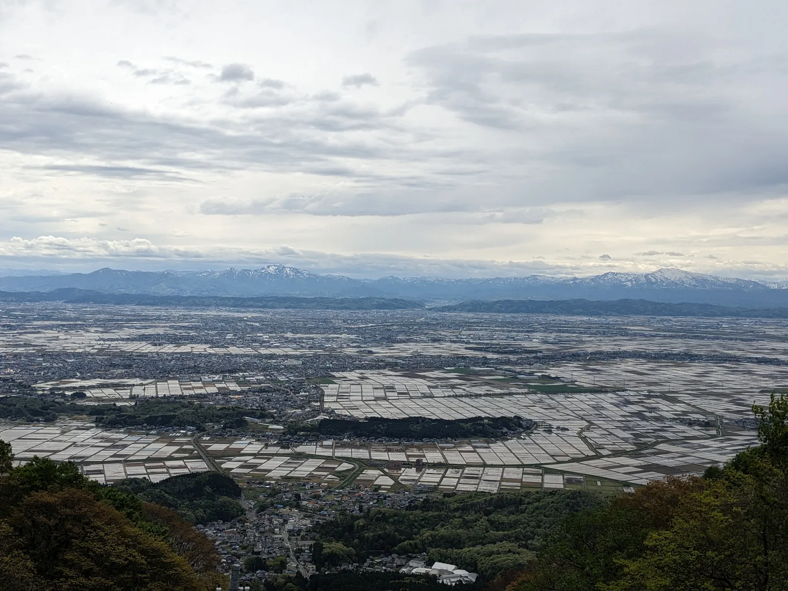 越後平野の水田
