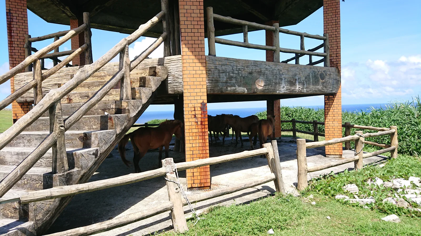 展望台の日陰の馬