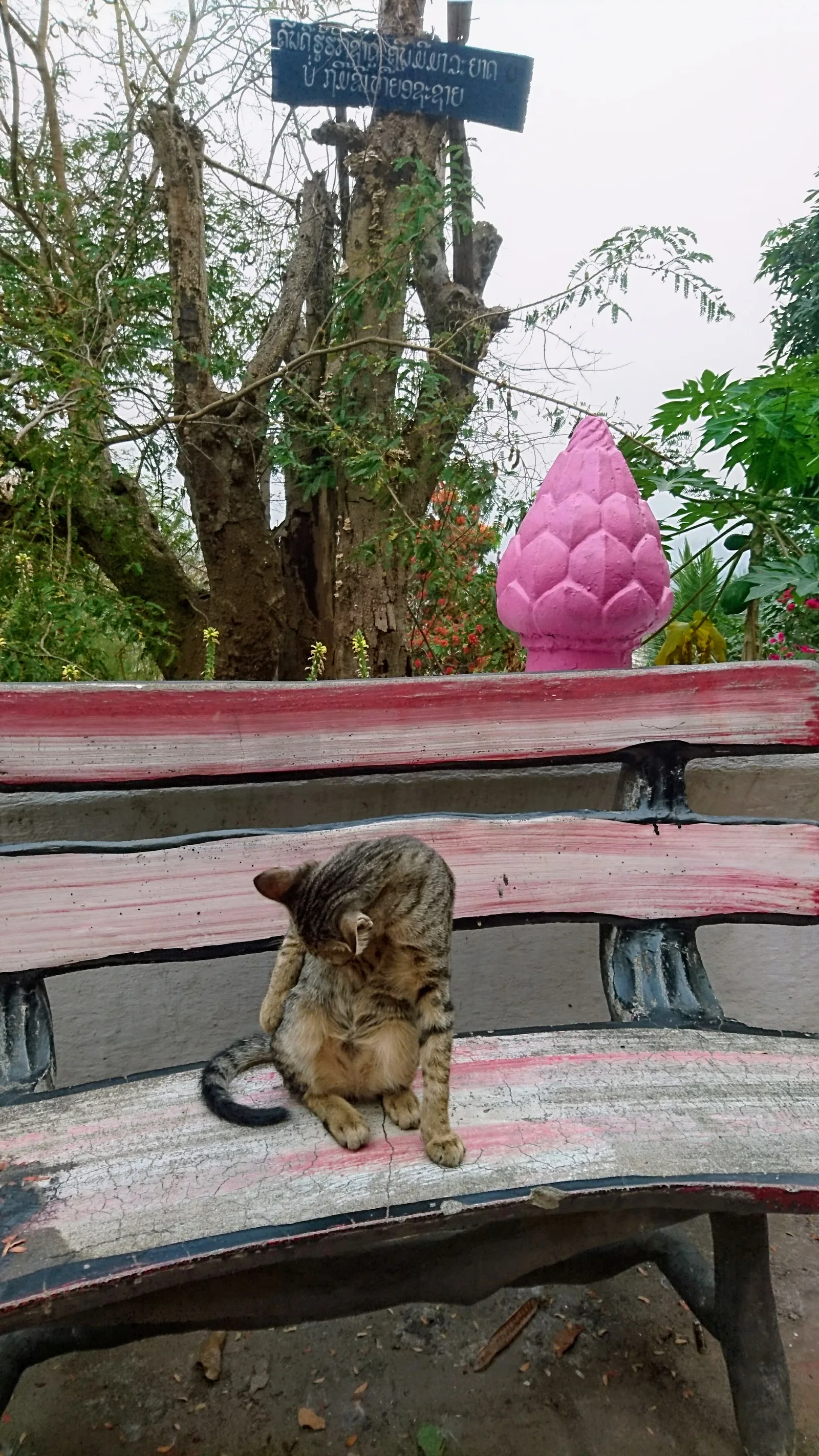 休憩中の猫