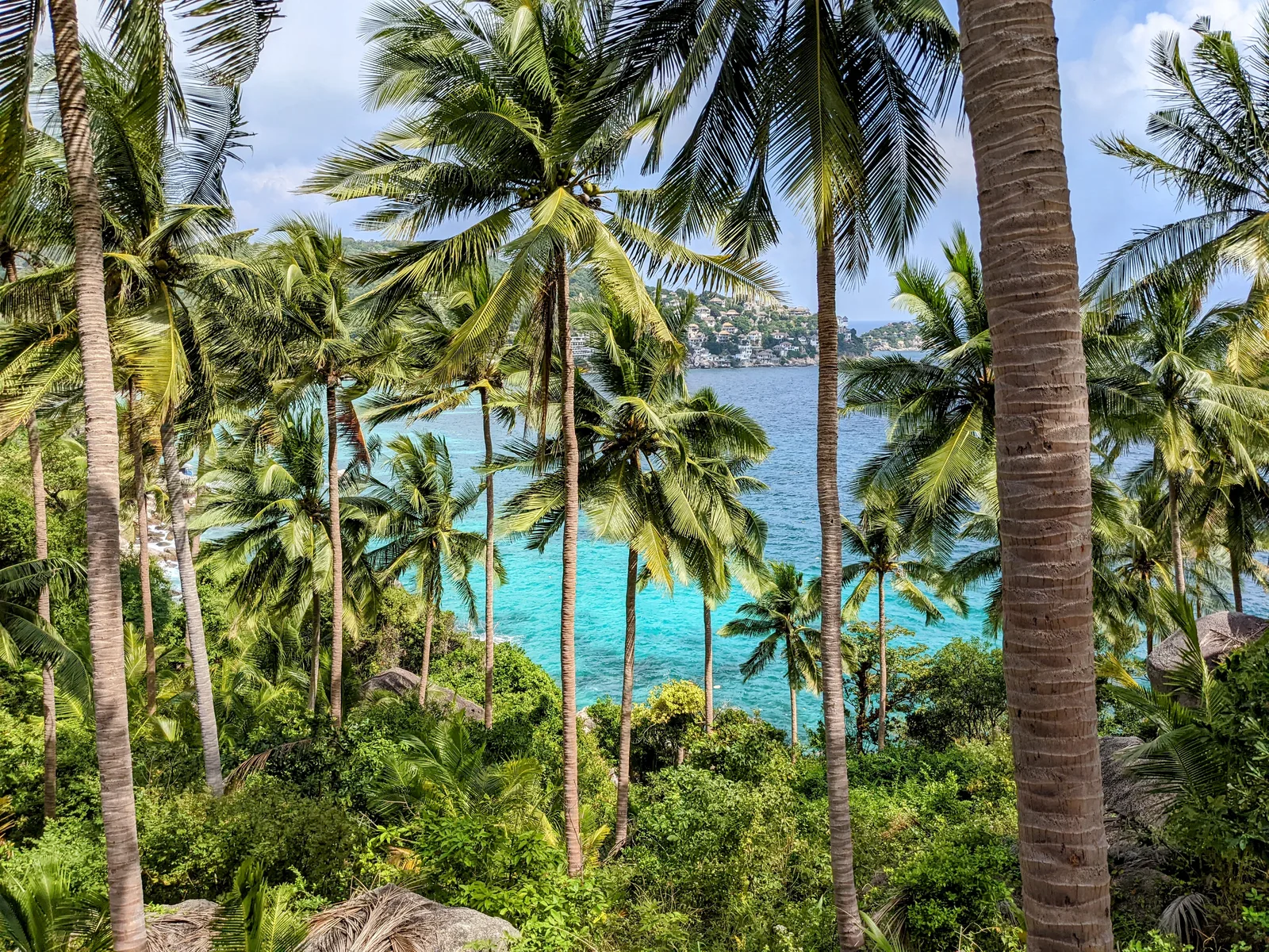 ヤシ越しの海景色
