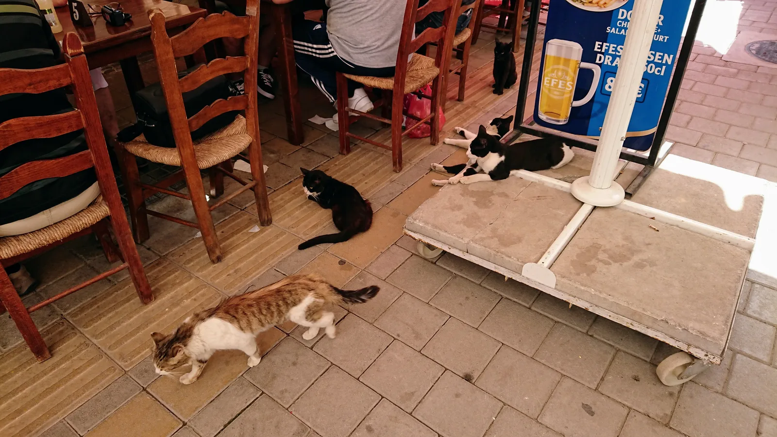店先で眠る猫